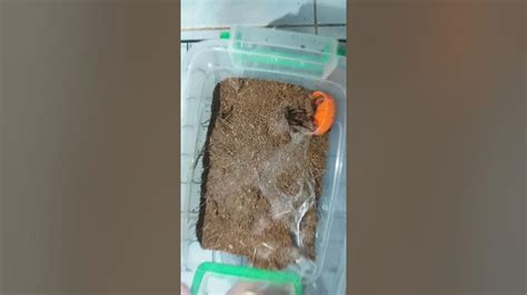 Palawan Blonde and Palawan Blue (UPDATE AND FEEDING).